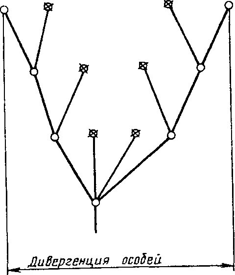 Движущая сила дивергенции. Схема дивергенции по Дарвину. Схема дивергенции форм. Дивергенция схема процесса. Дарвиновская схема дивергенции.