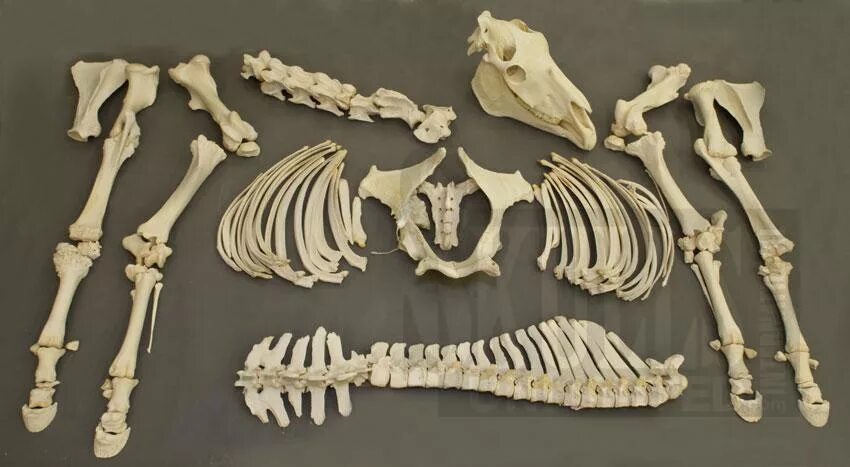 Гребни на костях животных изменчивы. Кости коня. Кости крупных животных.