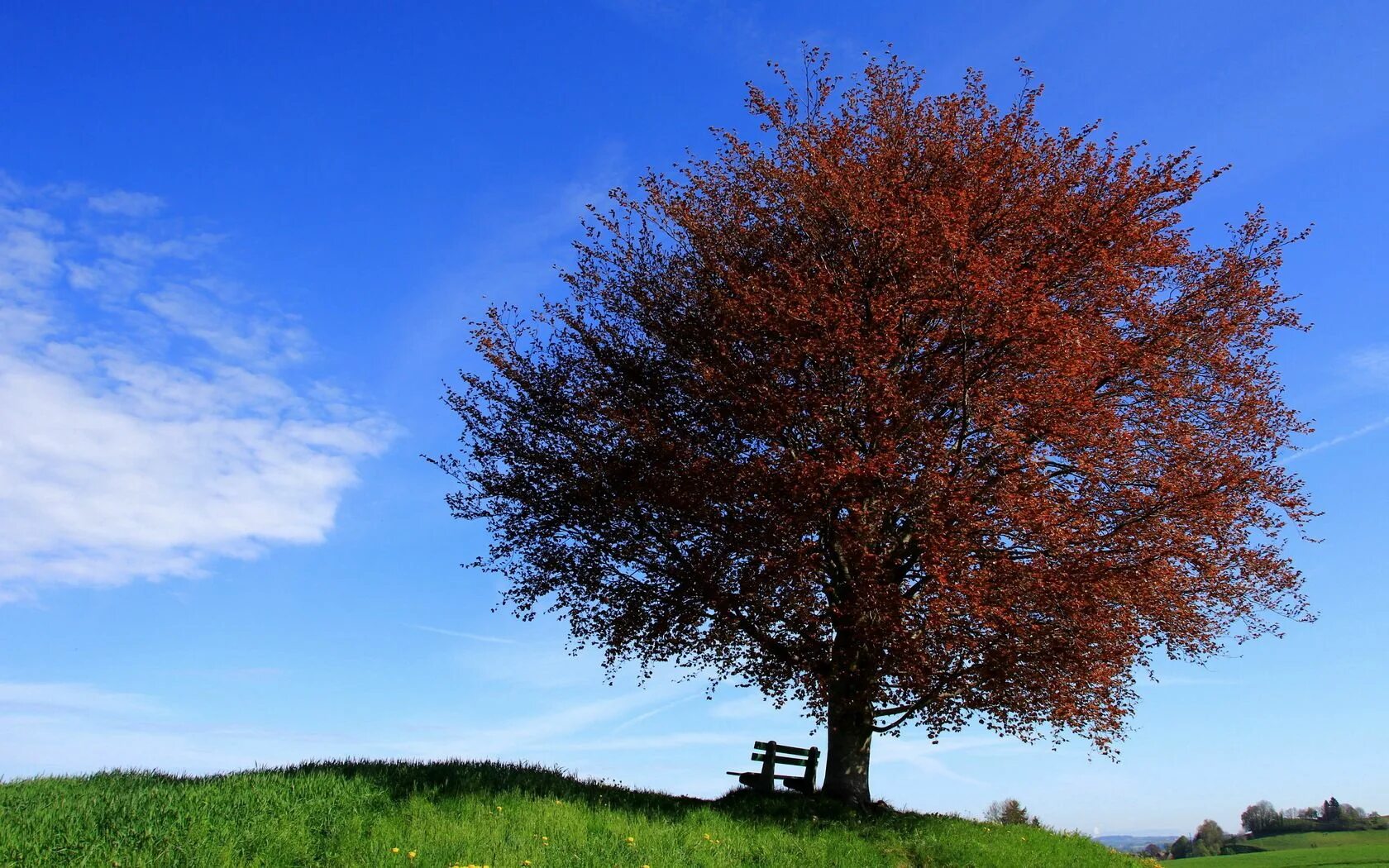Одинокое дерево на холме. Нанму дерево. Деревья возле которых мы расположились одиноко. Деревья возле которых мы расположились одиноко. Речевые недочеты.