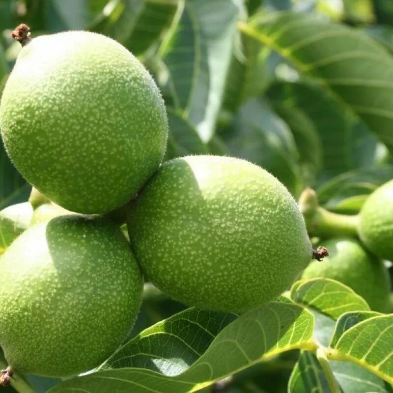 Орехи сорта идеал. Грецкий орех кочерженко. Грецкий орех сорт идеал. Грецкий орех идеал дерево. Карликовый грецкий орех идеал.