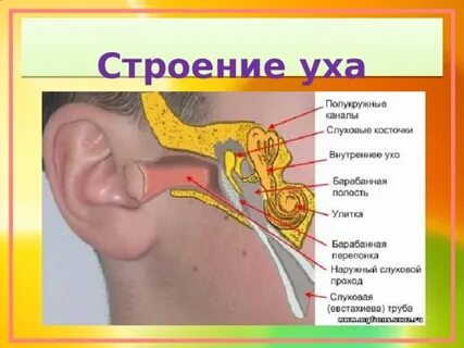 Строение уха огэ биология