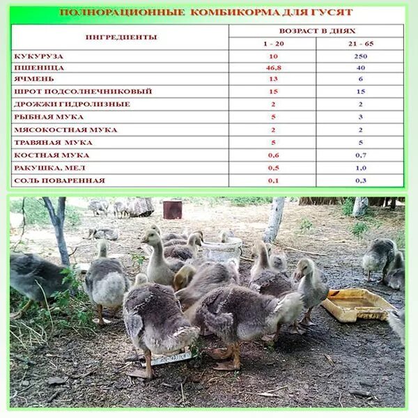 Чем кормить суточных гусят. Гуси таблица. Возраст гусят. Схема выпаивания суточных индюшат. Норма корма для гусей.