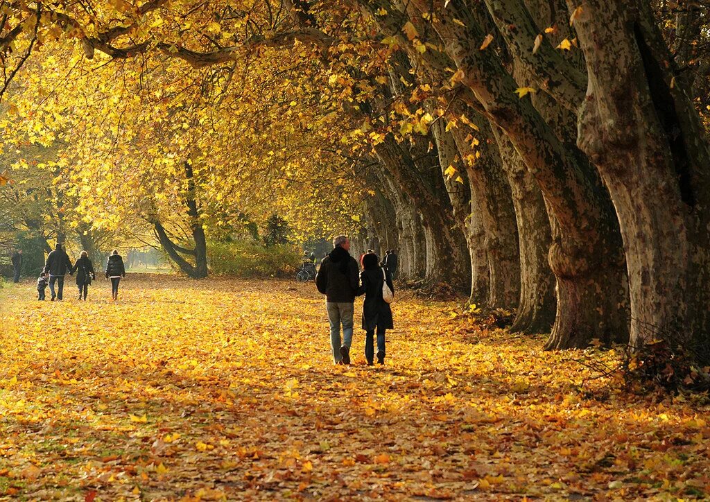 Гулять по аллее. Прогулка в оеннемпарке. Прогулка в осеннем парке. Осенний парк. Осень в парке.