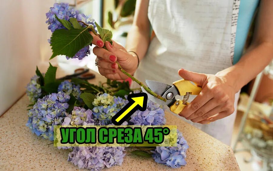 Розы как сохранить букет подольше. Цветы для композиций как сохранить свежесть. как хранить букеты цветов в домашних условиях. лайфхак как красиво сохранить цветы. как продлить свежесть букета.