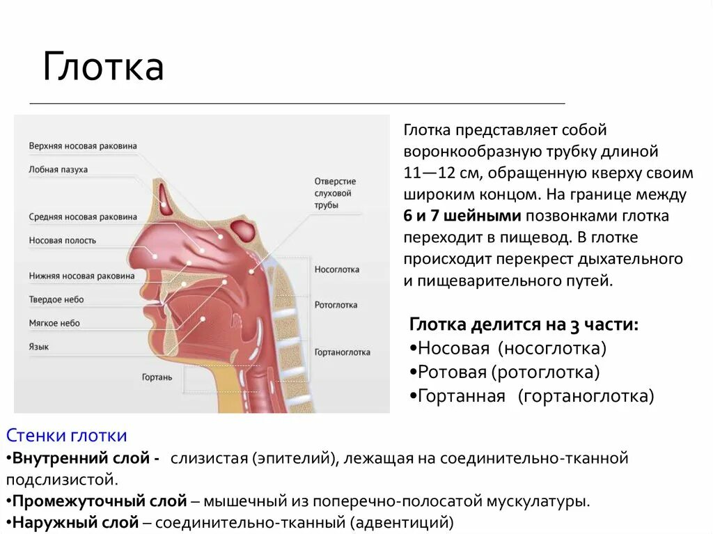 Отделы полости глотки