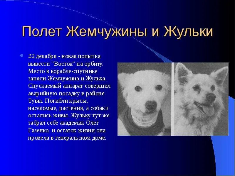 Имена собак летавших в космос. Жулька и жемчужина полет в космос. жулька и жемчужина в космосе. собака жулька в космосе. космические собаки жулька и жемчужина.