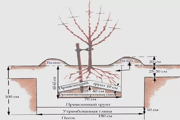 Можно ли сажать вишню с черешней. Схема посадки черешни. Посадочная яма под черешню. Схема посадки черешни в саду. Расстояние посадки вишни.