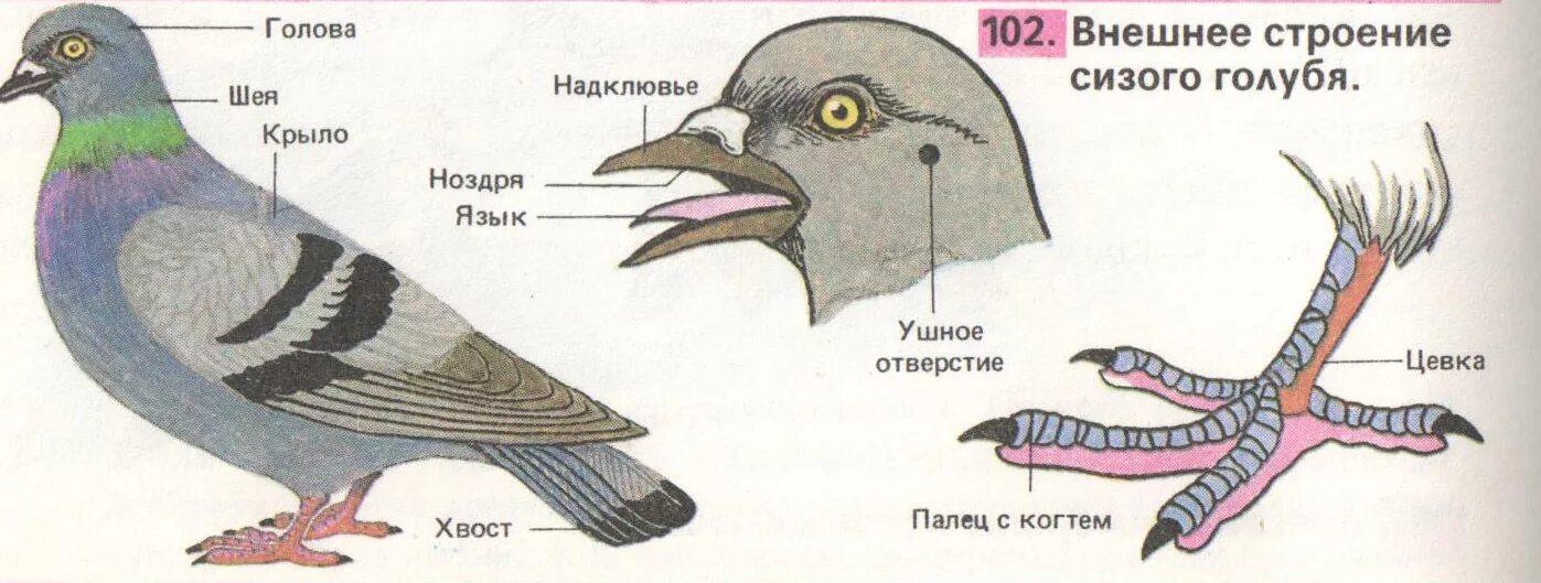 Глаза у птиц особенности. Внешнее строение сизого голубя. Внешнее строение конечностей голубя. Внешнее строение сизого голубя рисунок. Строение туловища голубя внешнее.