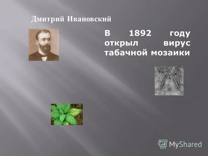Дмитрий иванович ивановский вирус табачной мозаики. Фёдоров, пётр фёдорович (стоматолог). Вирус табачной мозаики открыл. В 1892 году были открыты. Ивановский открыл вирусы в 1892 году.