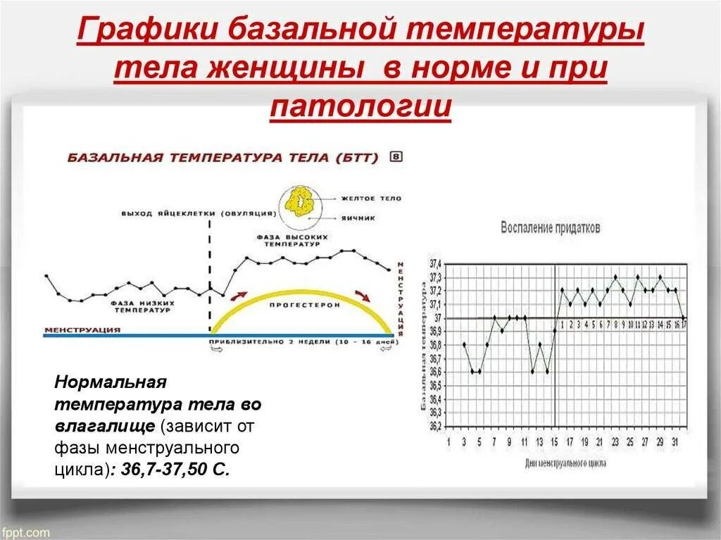 Базальная температура у женщин. График измерения базальной температуры в норме. График базальной температуры с овуляцией. Как составить график базальной температуры для определения овуляции. График базальной температуры норма с примерами.