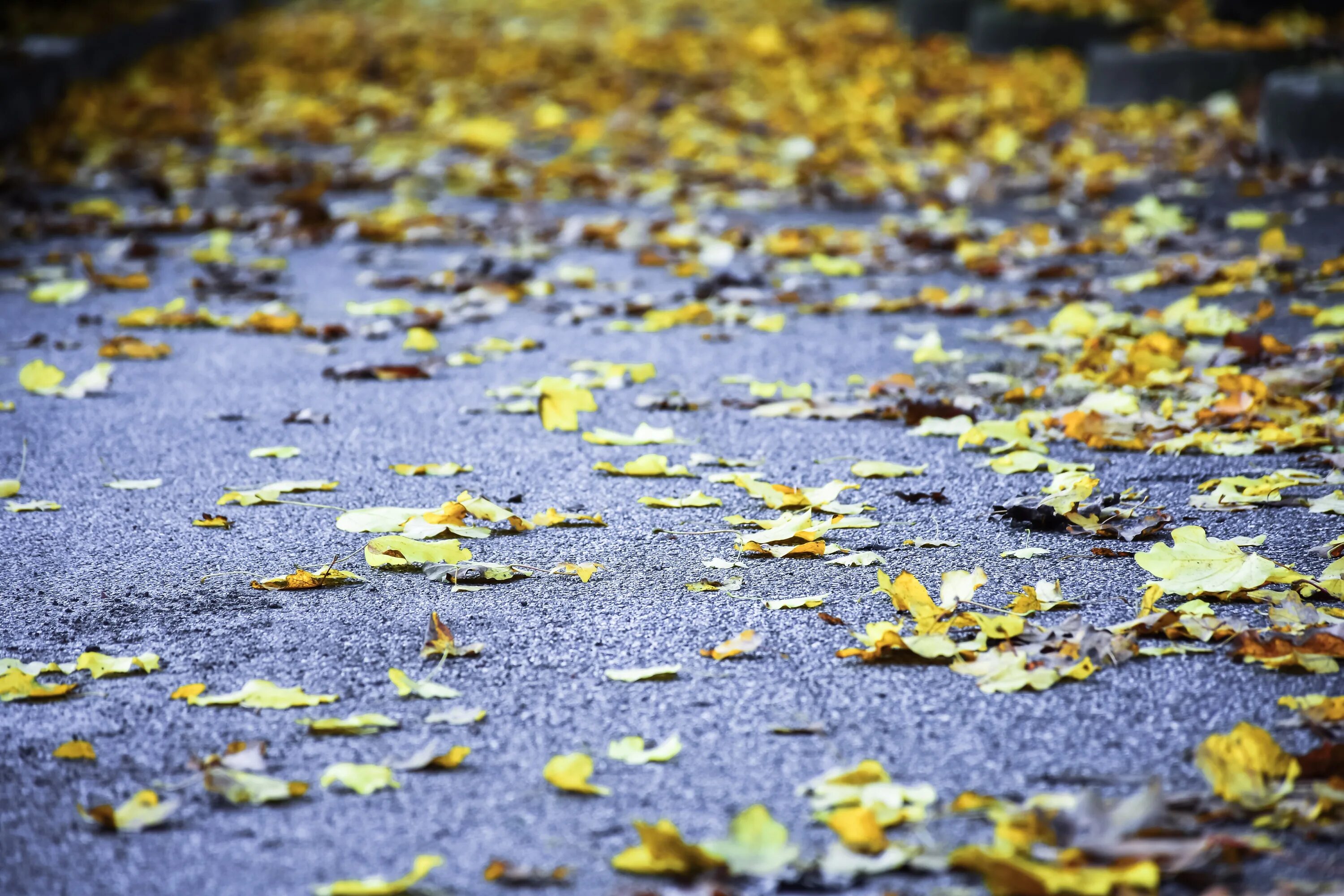 Размышления осени. Листья под ногами. Желтый дождь фото. Листья фон. Листья под дождем Эстетика.