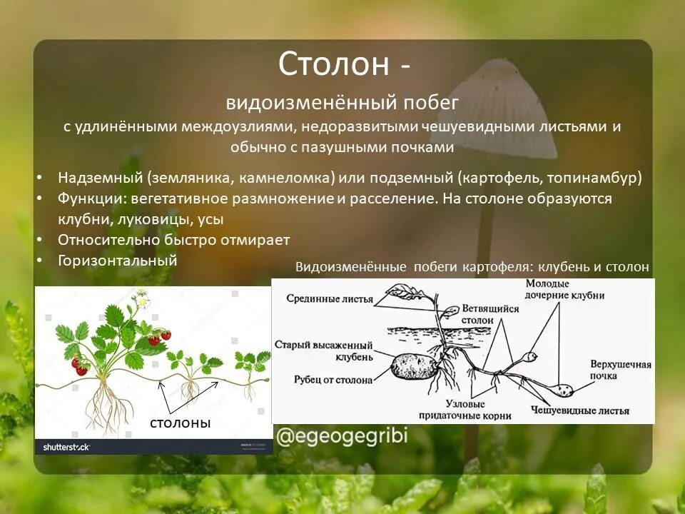 Программа по биологии 4 класс. Теория фюргейм что это в биологии.