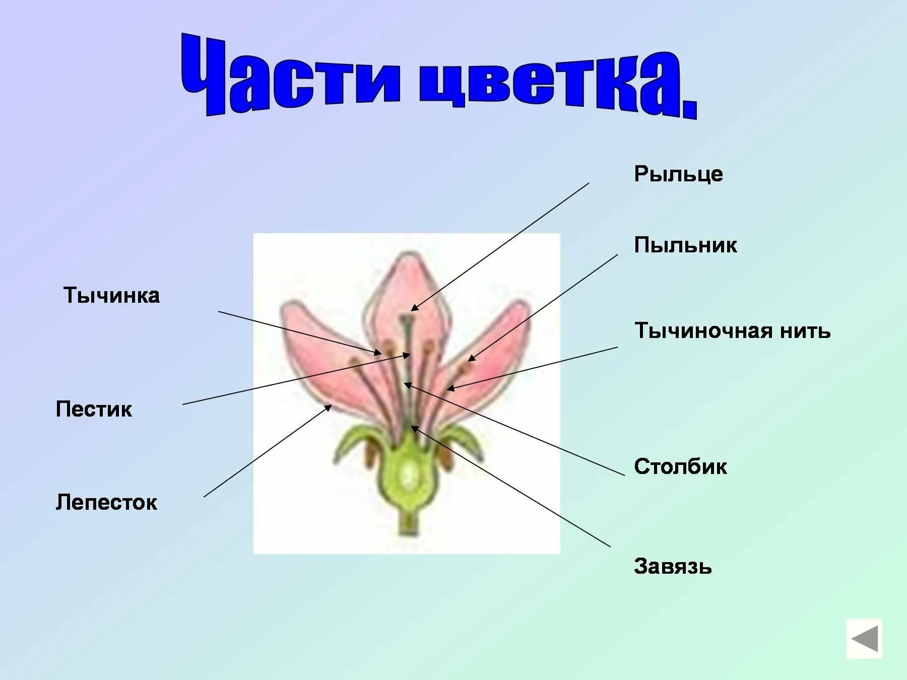Цветки содержащие пестики и тычинки называются