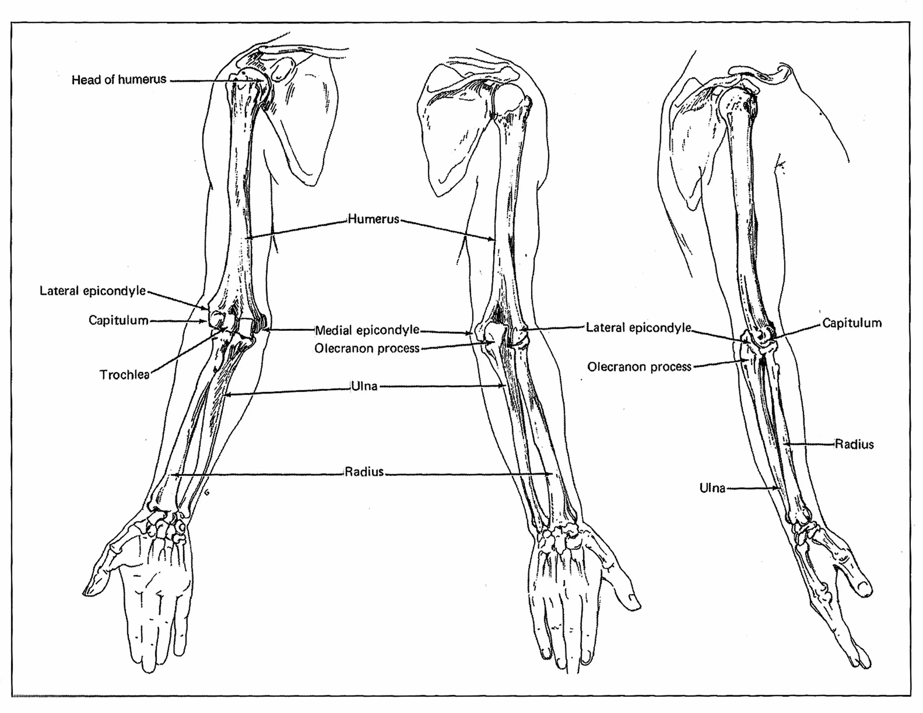 Анатомия человека скелет кости руки. Кости предплечья анатомия. Анатомия предплечья человека скелет. Строение предплечья руки человека кости.
