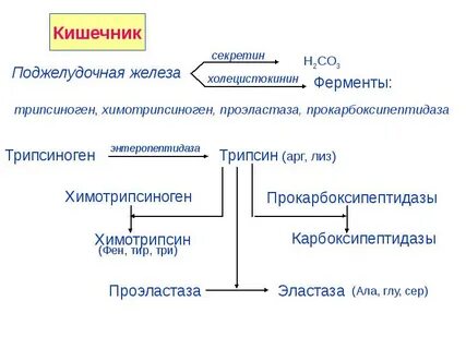 Пути всасывания аминокислот в кишечнике биохимия
