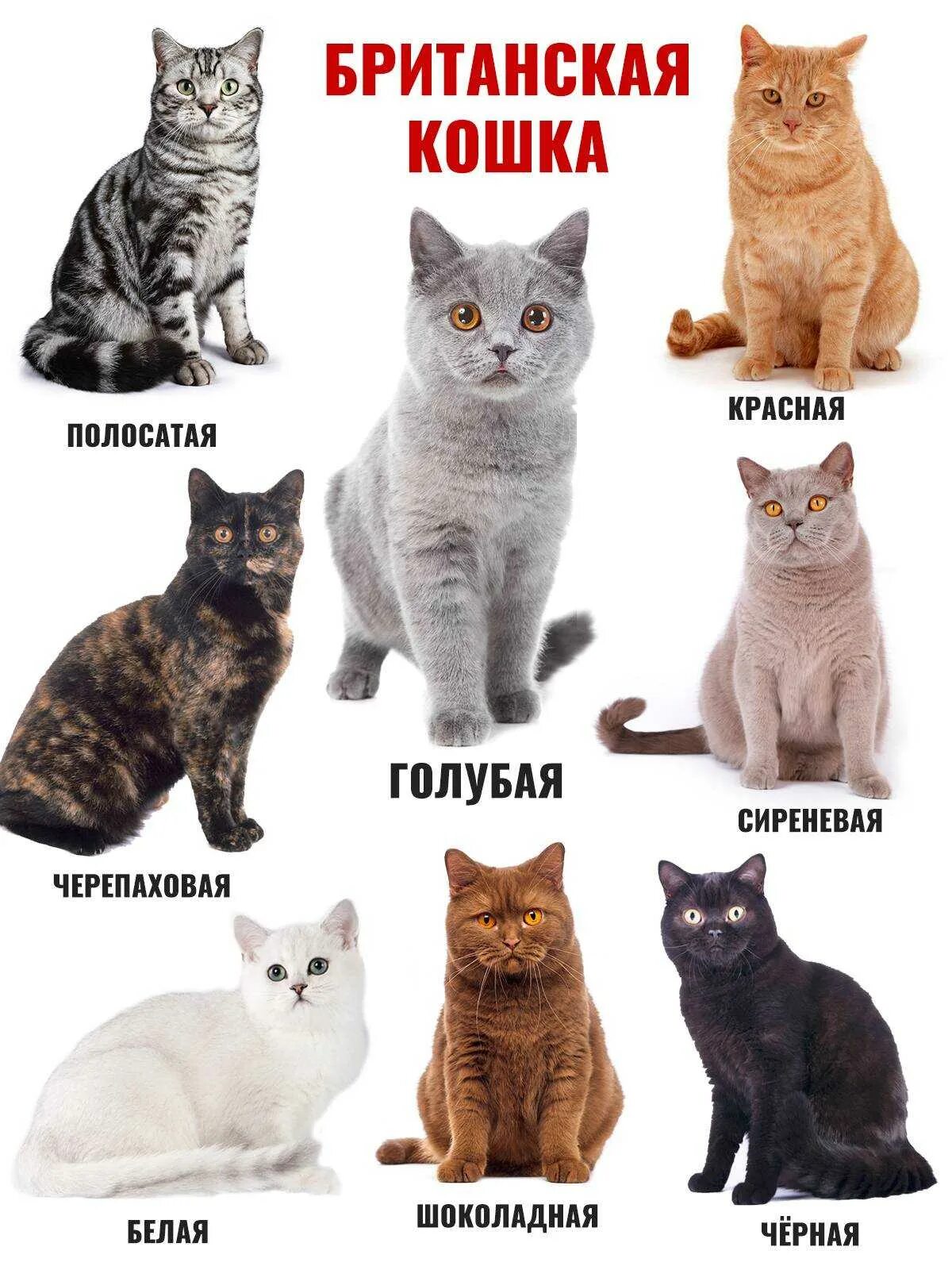 Расцветки кошек. Породы котов. Какие бывают породы кошек. Котята с названиями пород. Разновидности пород кошек