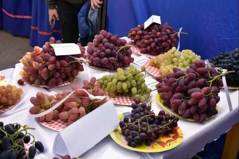 Краса севера виноград описание