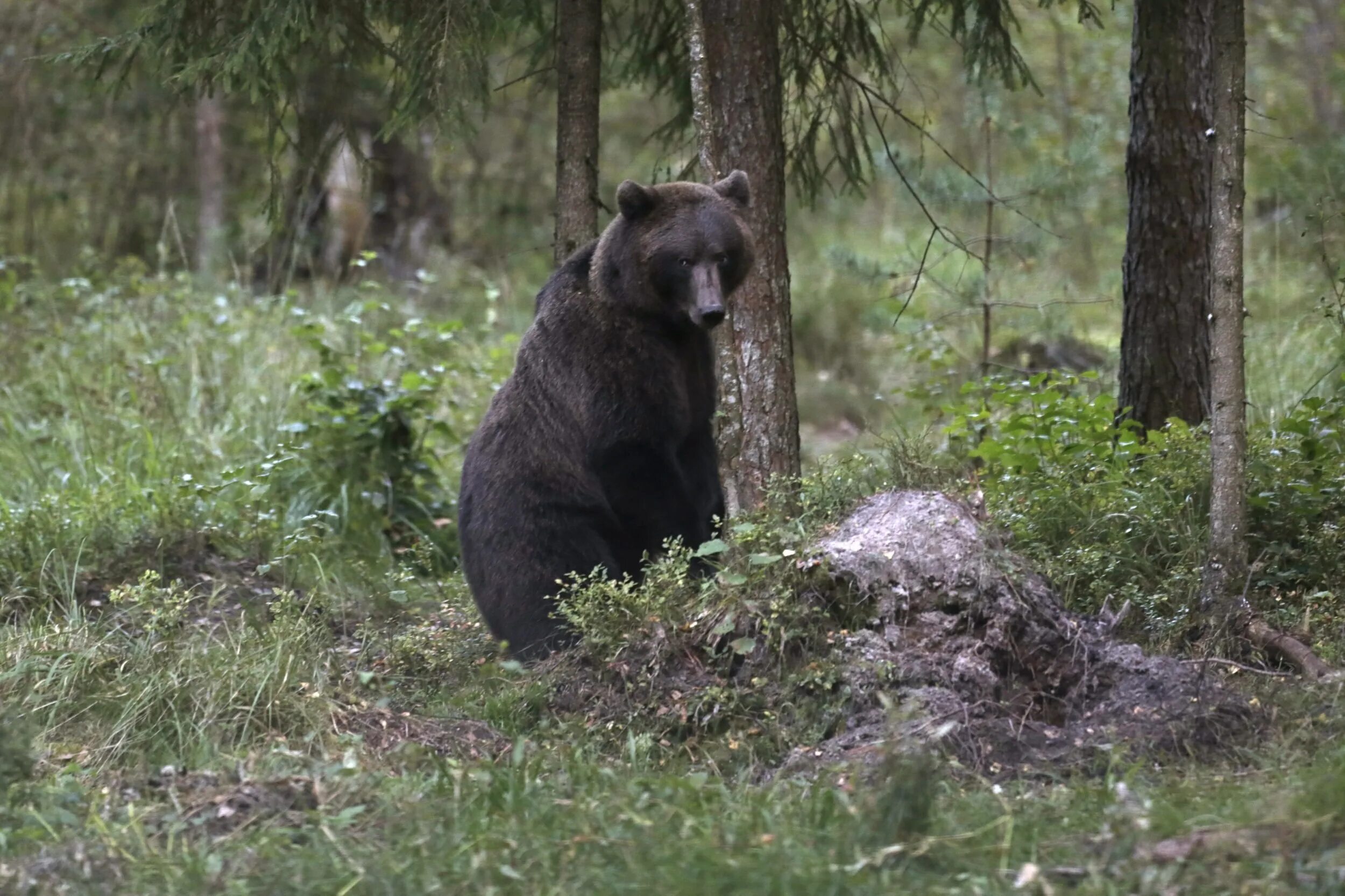 Бурый медведь Мурманской области.