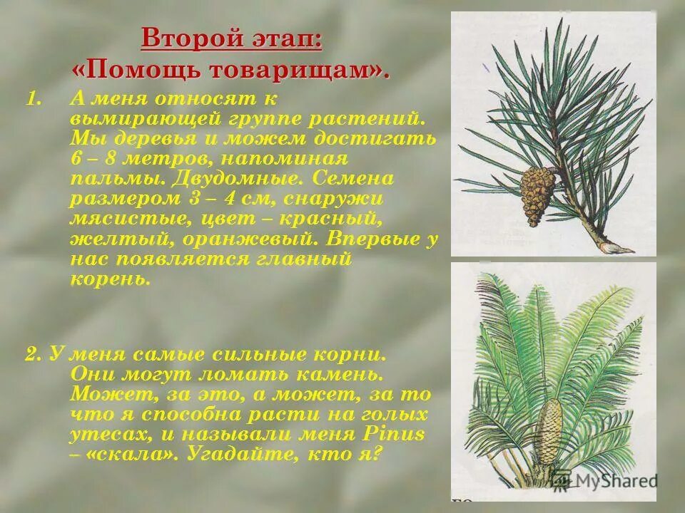 Голосеменные растения вариант 2 7 класс. Хвойные Голосеменные растения. Голосеменные отдел семенных растений. Представители отдела голосеменных растений. Систематика голосеменных растений.