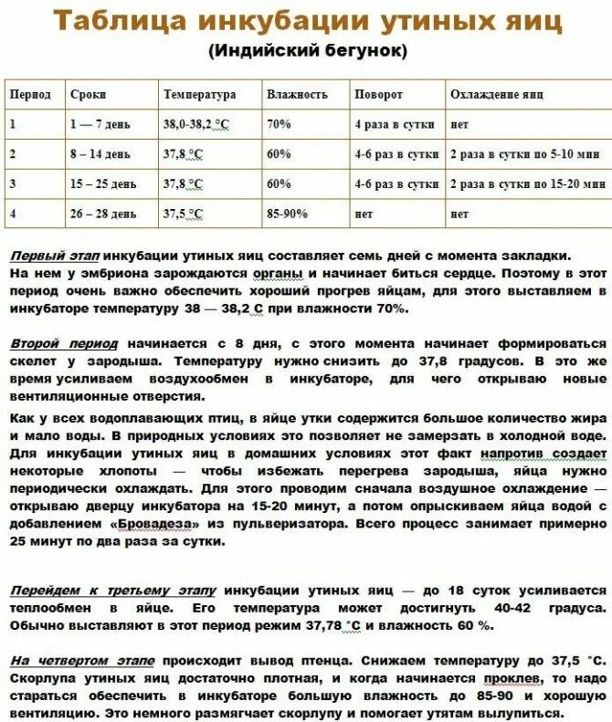 Куриные яйца в инкубаторе. Таблица вывода утят в инкубаторе несушка. Таблица инкубирования гусиных яиц. Инкубатор температурный. Инкубация куриных яиц таблица температура.