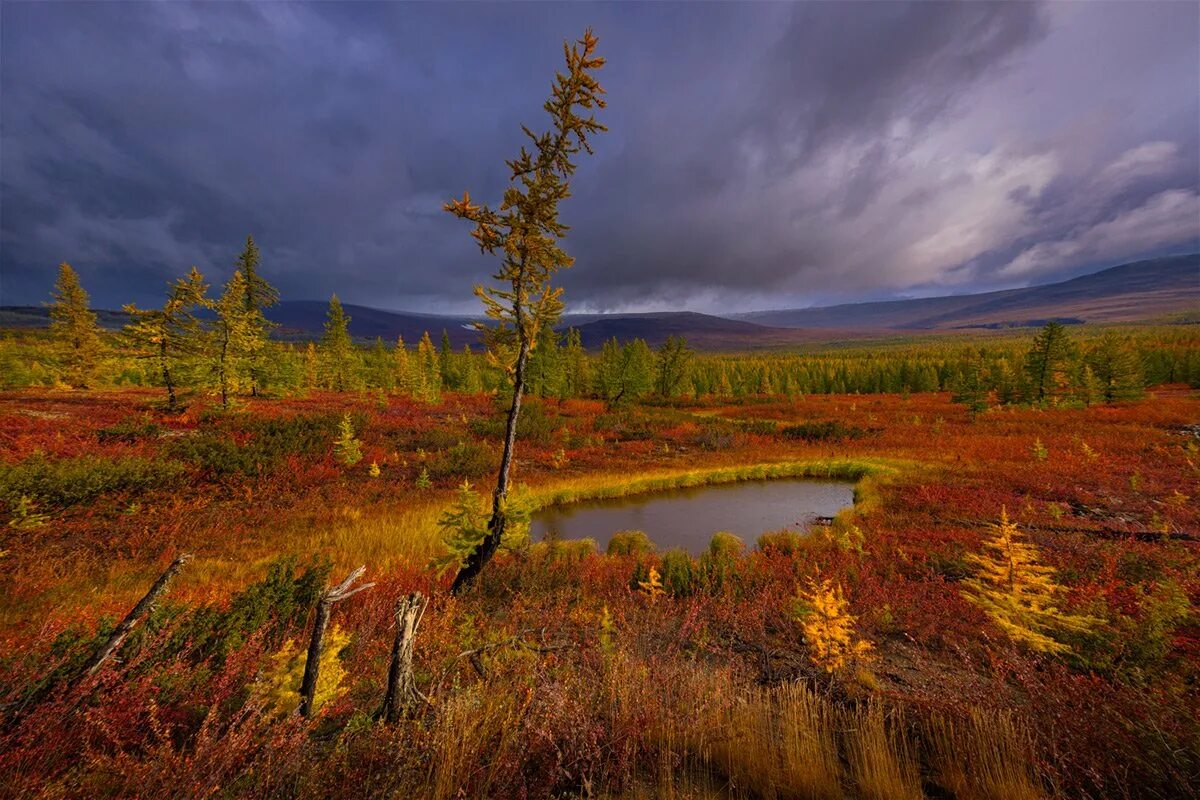 Тундра и лесотундра. Природы ямал салехард. Тундра безлесная зона. Тихо тундра. Архангельская область лесотундра.