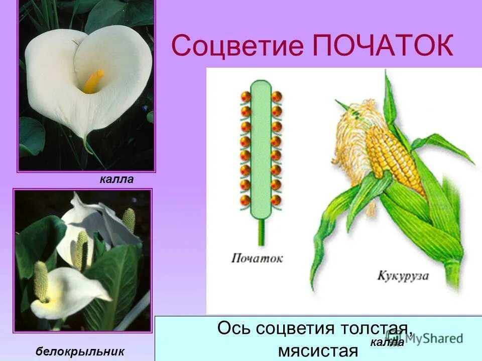 Простой початок. Соцветие початок. Растения с соцветием початок. Простые соцветия початок. Соцветие початок примеры.