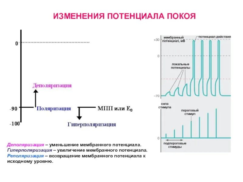 Характер изменения потенциала. Изменение мембранного потенциала. Процессы приводящие к изменению величины мембранного потенциала. Изменение мембранного потенциала потенциал покоя. График изменения мембранного потенциала.