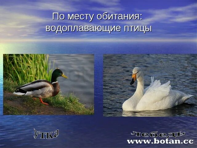 Особенности водоплавающих птиц. Место обитания водоплавающих птиц. Болотные водоплавающие и околоводные птицы. Водоплавающие птицы проект. Водоплавающие птицы примеры.