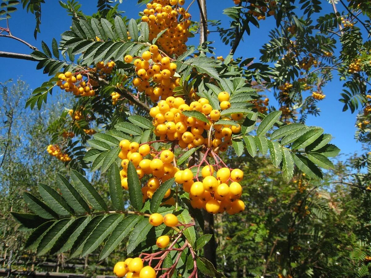 Рябина обыкновенная Саншайн. Рябина обыкновенная Sorbus aucuparia. Рябина Арнольда "Golden Wonder" (Голден Вондер). Рябина обыкновенная autumn Spire.