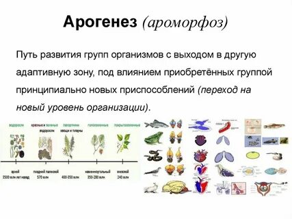 Примеры ароморфоза в биологии