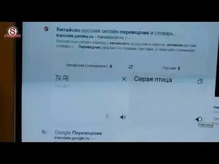 Как на китайском серая птица переводчик