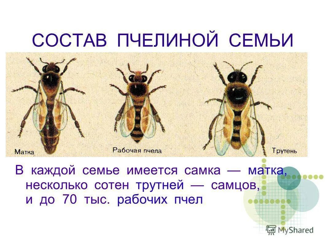 Состав пчелиной семьи схема. Структура пчелиной семьи схема. Иерархия пчелиной семьи схема. Видовой состав пчелиной семьи.