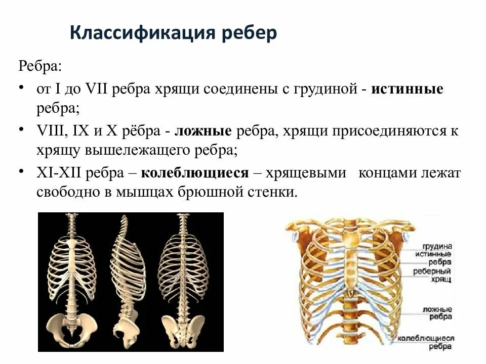 Сколько ребер на 1 стороне. Строение и классификация ребер. Ребра истинные ложные колеблющиеся. Рёьра истинные ложные колеб. Ребра анатомия истинные ложные.