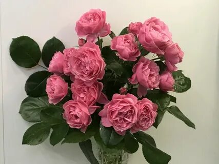 South rose