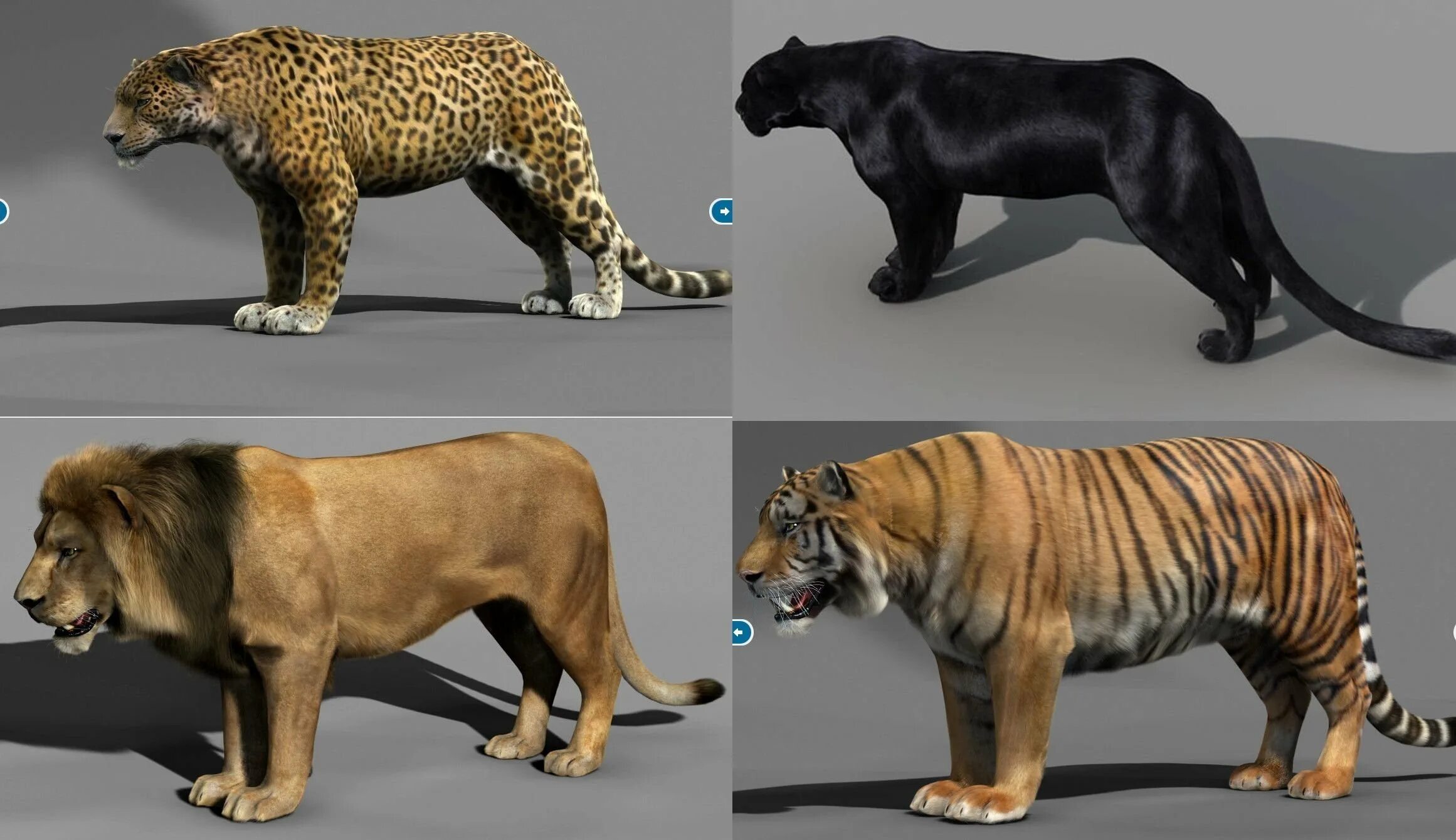 Тигр Лев леопард Ягуар гепард. Гепард леопард Ягуар. Гепард и леопард и Ягуар и пантера и тигр и Лев. Леопон гибрид.