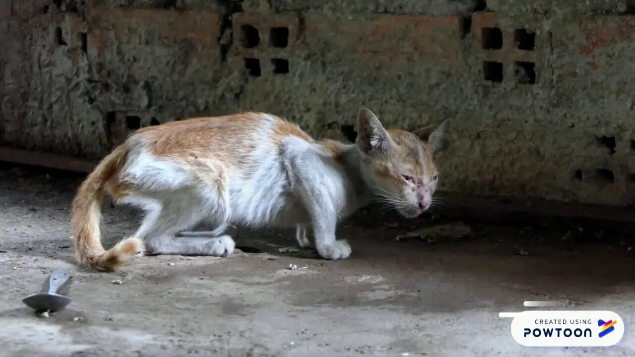 Тощее животное