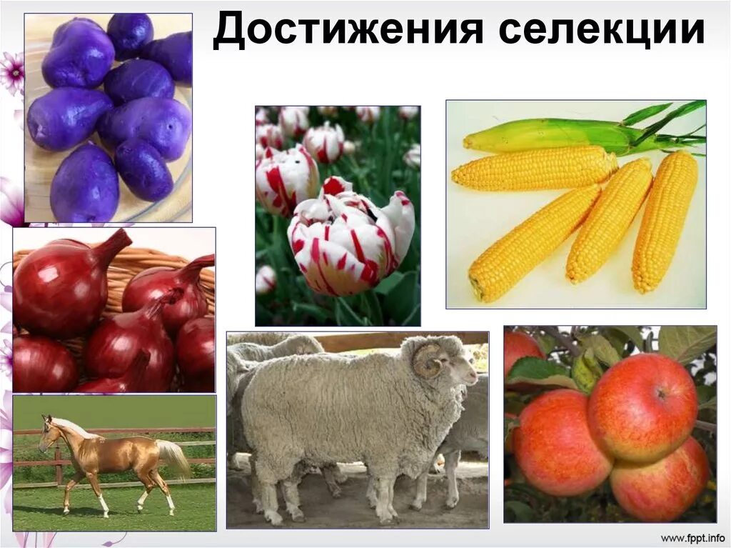Растения выведенные селекцией примеры. Селекционные достижения. селекционные достижения растения. секционные достижения. селекция растений.