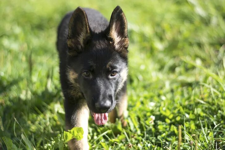 Годовалая овчарка. Дисквалификация овчарок. Годовалая овчарка фото. German Shepherd Puppy 1 week.