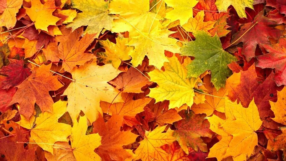 фигура в форме листа. Failing leaves. Failing leaves. See me fall обложка. Robert m hensel.