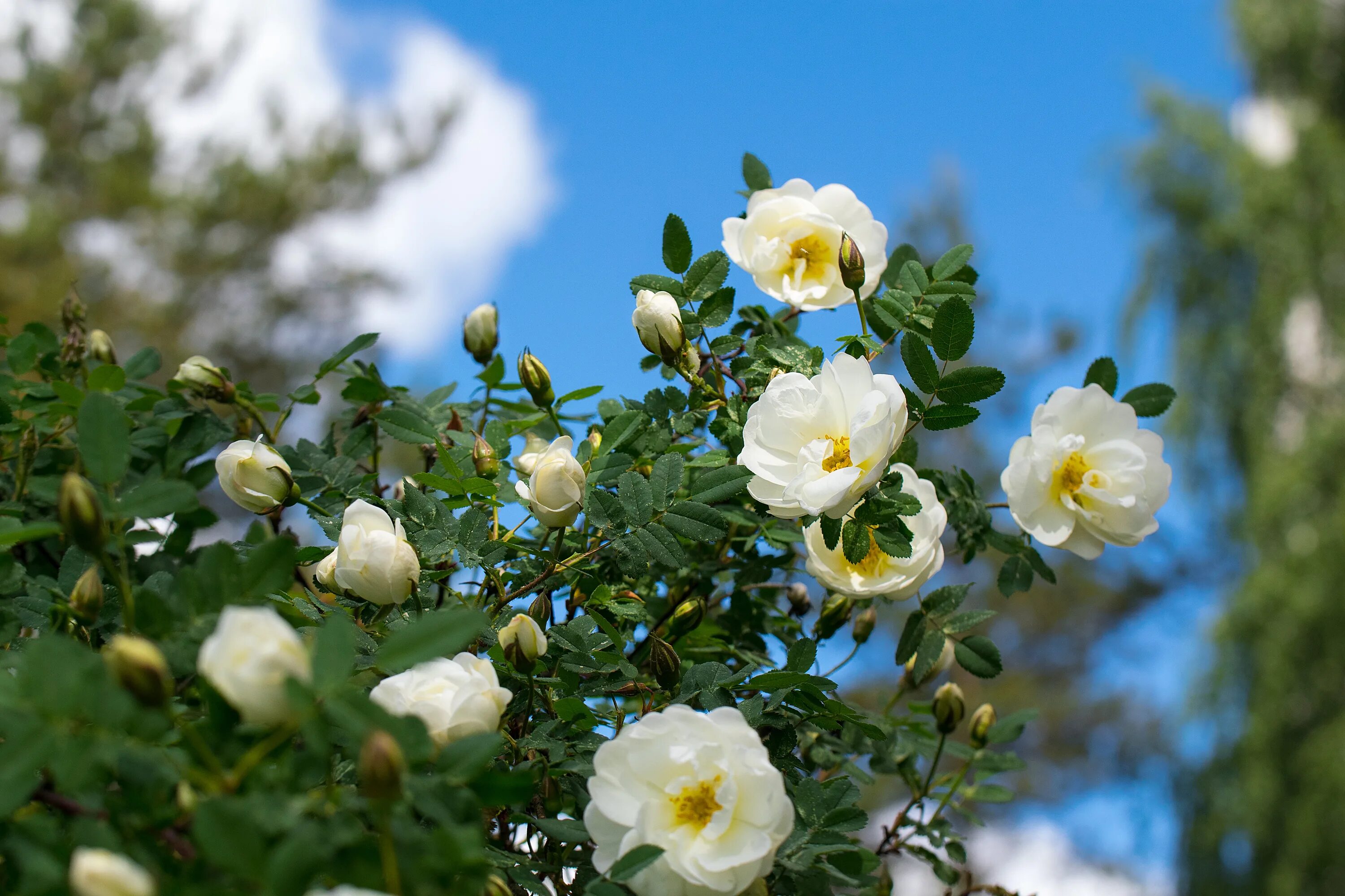 Какие розы цветут всю лета. Шиповник белоцветковый. Кусты с белыми розами шиповник.