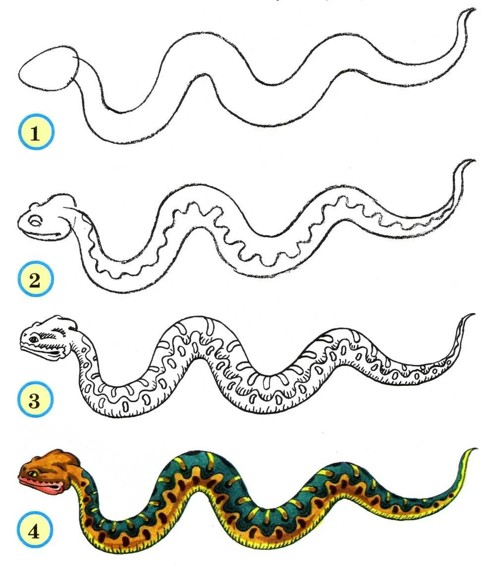 Как нарисовать змею. Рисунок змеи карандашом для срисовки. Поэтапное рисование змеи для детей. Как нарисовать змею для детей.