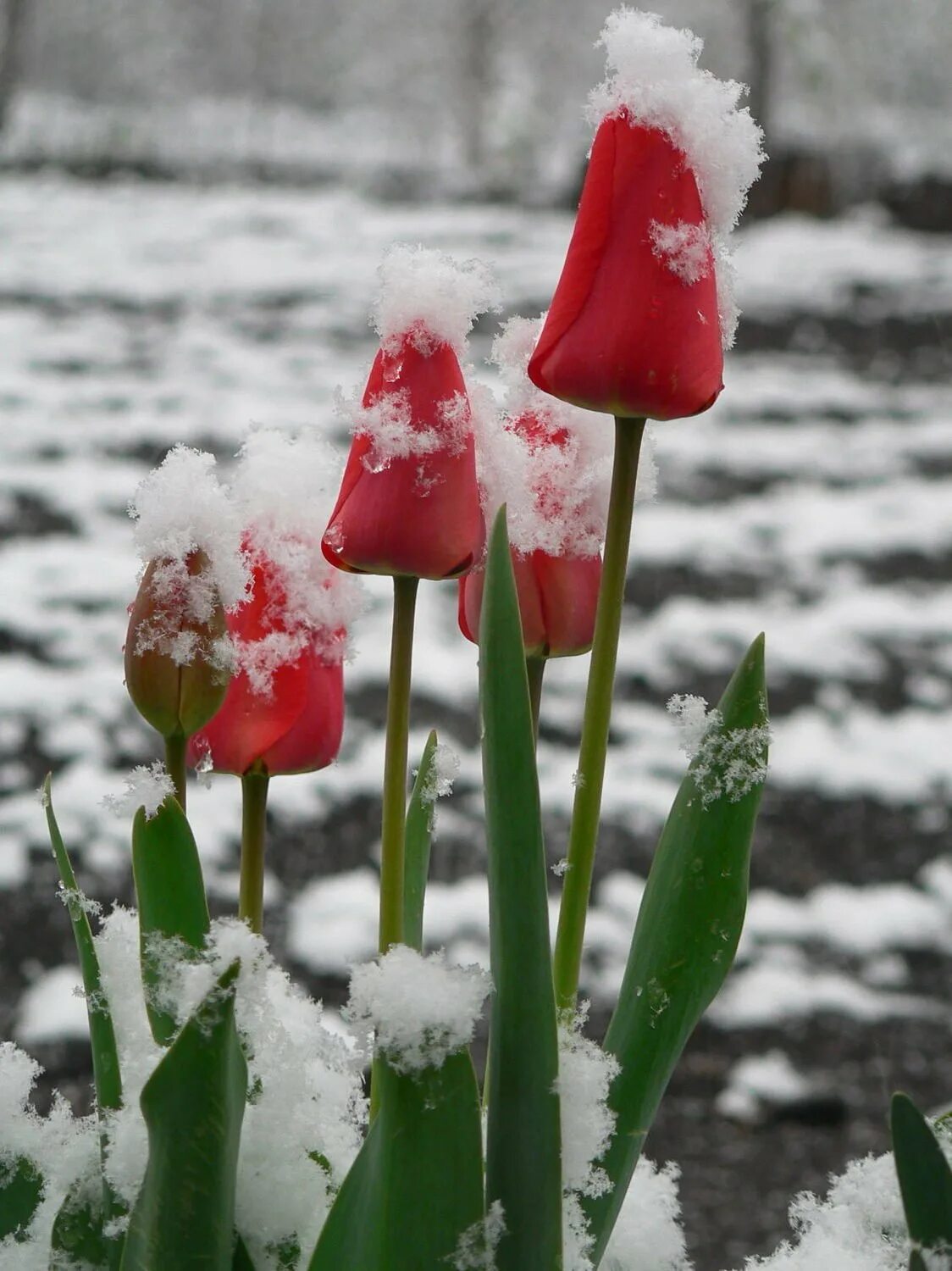 Боятся ли тюльпаны мороза. Зимние цветы. Цветы зимой. Цветы в снегу. Красивые зимние цветы.