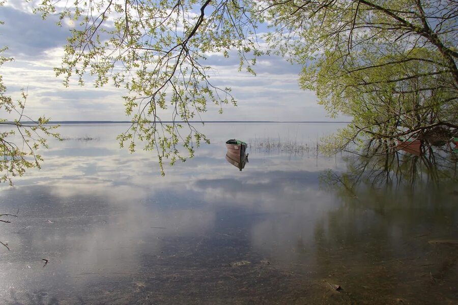 Плещеево озеро русфишинг. Плещеево озеро рыба. Плещеево озеро рыба ряпушка. Корюшка Плещеево озеро. Река Векса Плещеево.