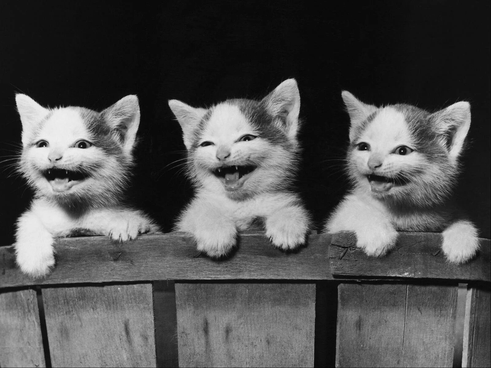 Три котика. Котята. Котенок смеется. Смешные картинки. Они все меня хотят как телочки котят