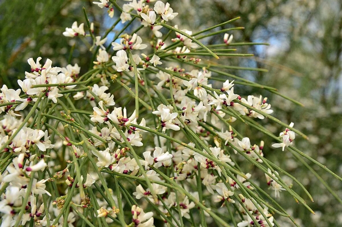 цветение 12 12