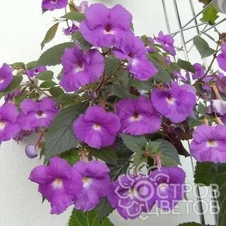 Kings purple