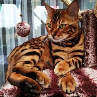 Кошка как тигр как называется