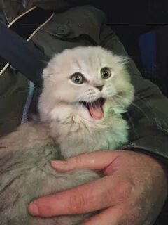 Дай мяу