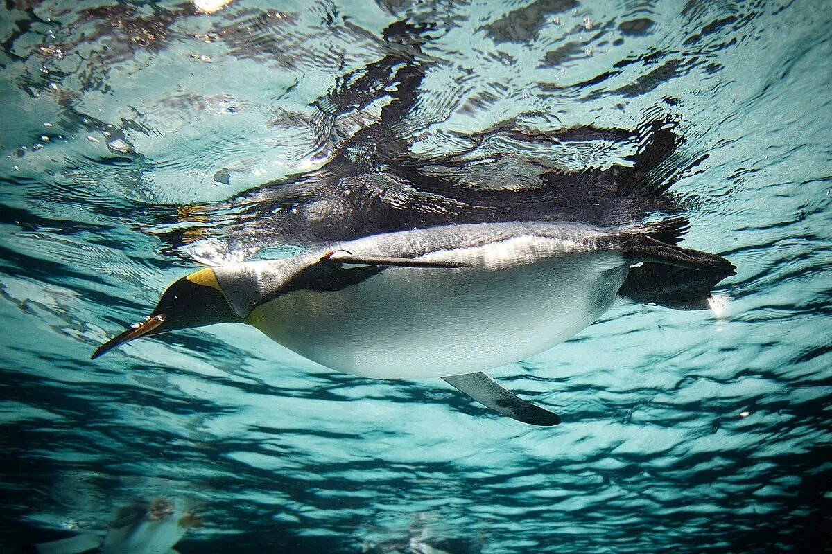 Животные обитатели воды имеют обтекаемую форму тела. Императорский Пингвин ныряет. Пингвин плавает. Королевский Пингвин. Пингвин плывет.