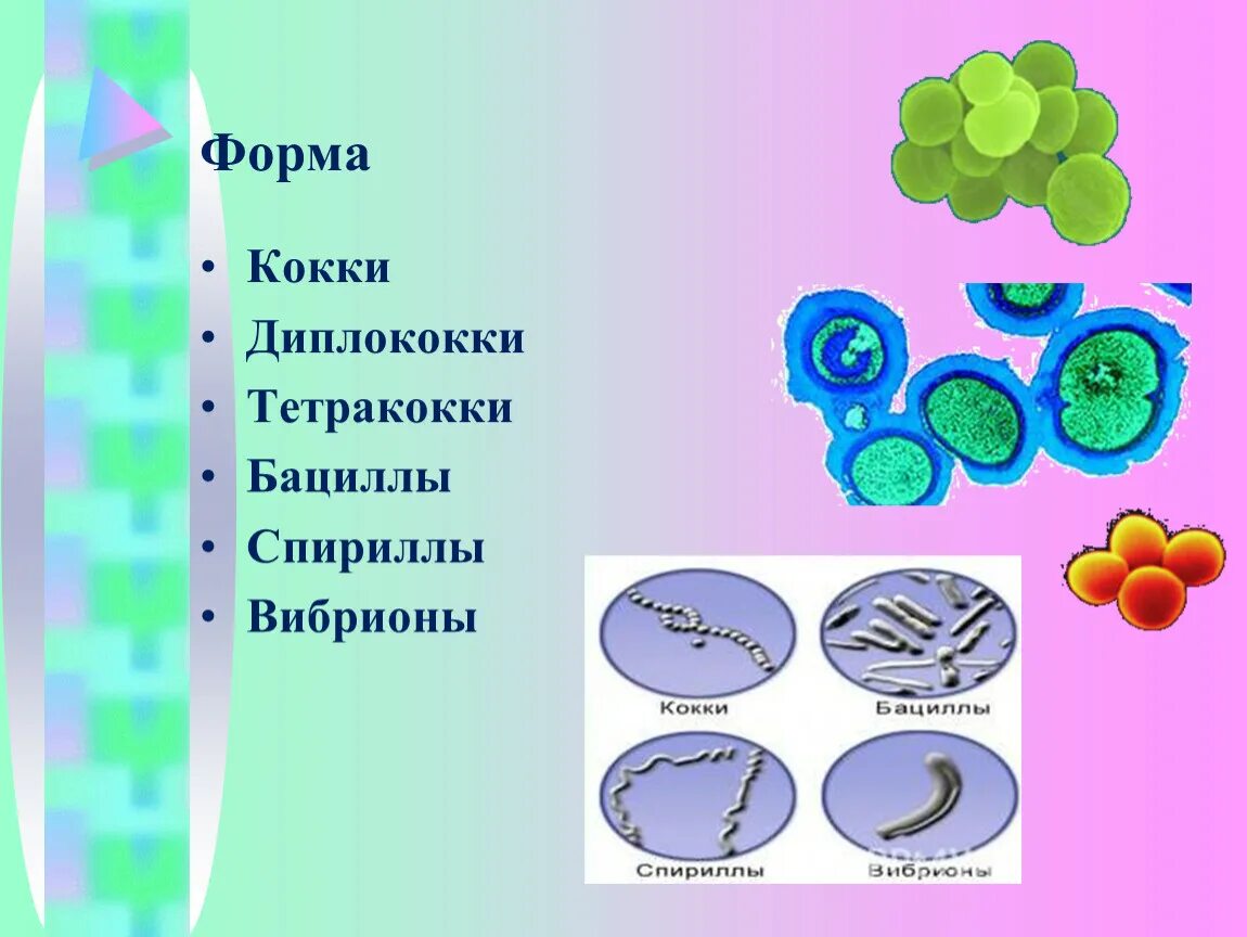 Шаровидные бактерии кокки. Стафилококк мазок по граму. Уши кокки. Шаровидные кокки фото. Уши кокки.